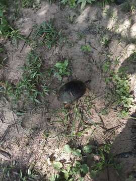 Image of Colombian Wood Turtle