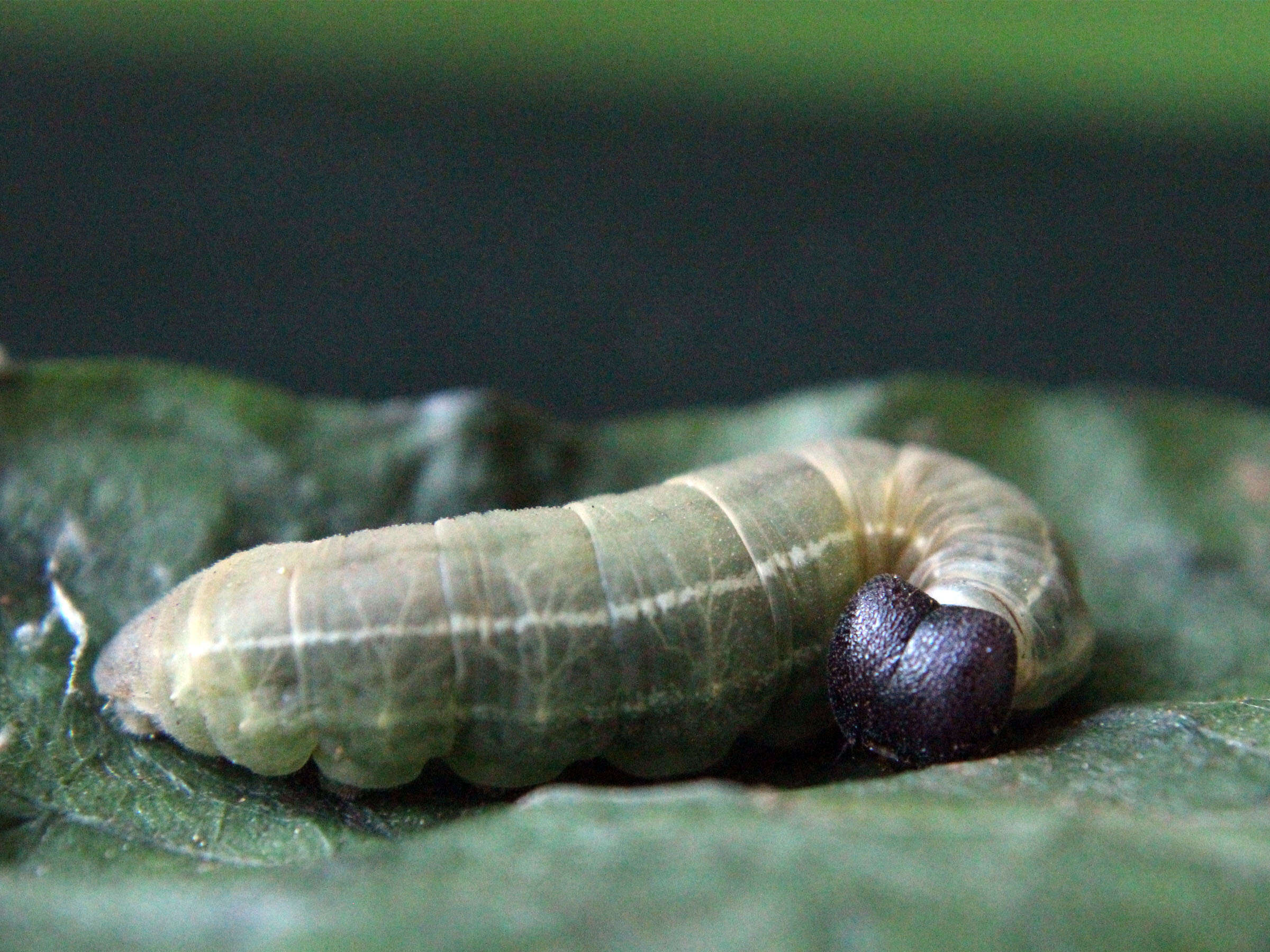 Celaenorrhinus leucocera Kollar 1848 resmi