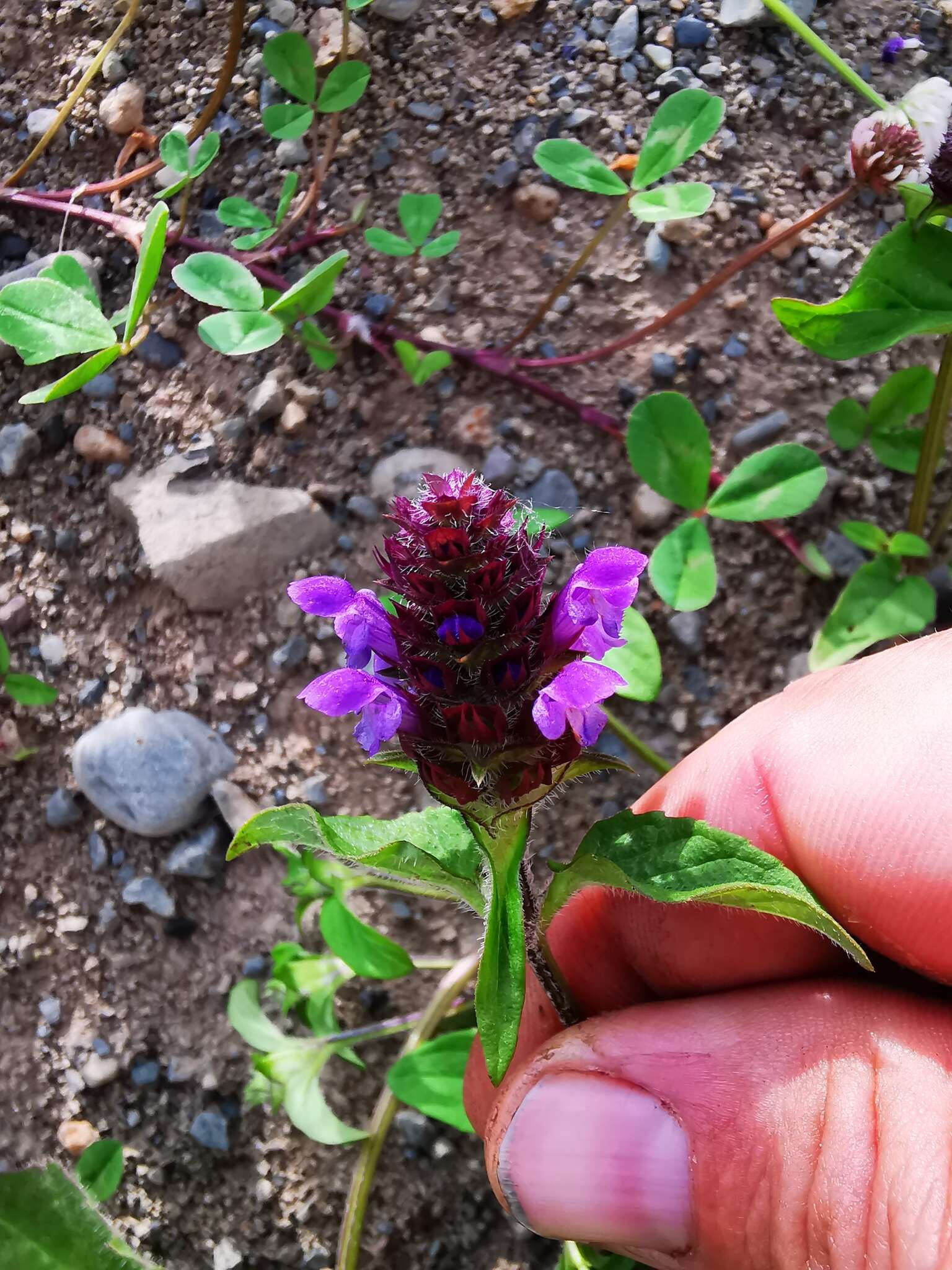 Plancia ëd Prunella vulgaris subsp. asiatica (Nakai) H. Hara