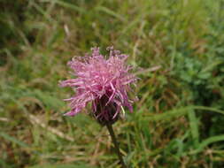 Слика од Serratula coronata subsp. insularis (Iljin) Kitam.