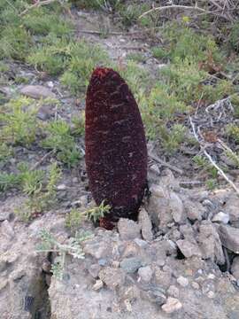 Imagem de Cynomorium coccineum subsp. songaricum (Rupr.) J. Leonard