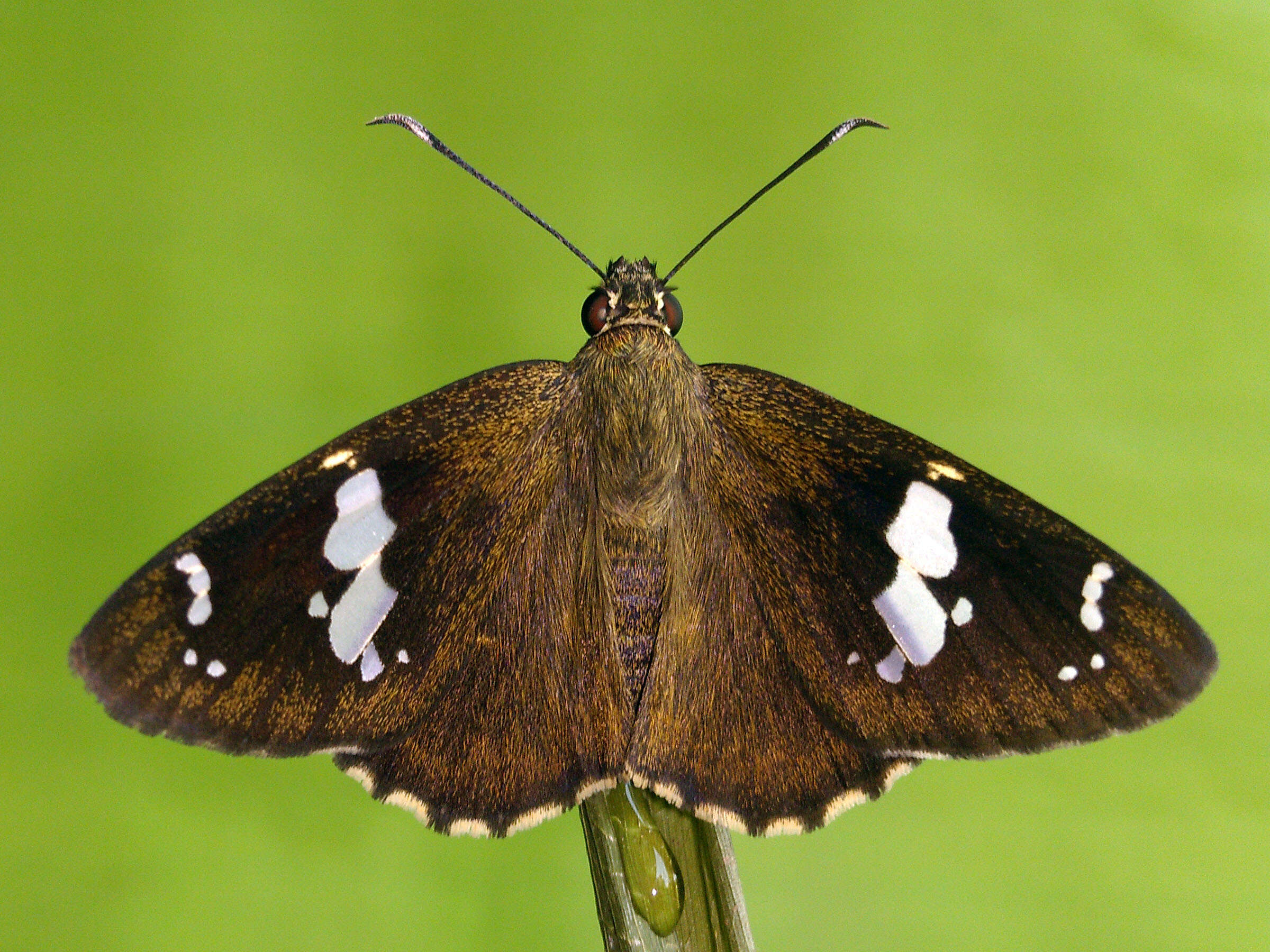 Imagem de Celaenorrhinus leucocera Kollar 1848