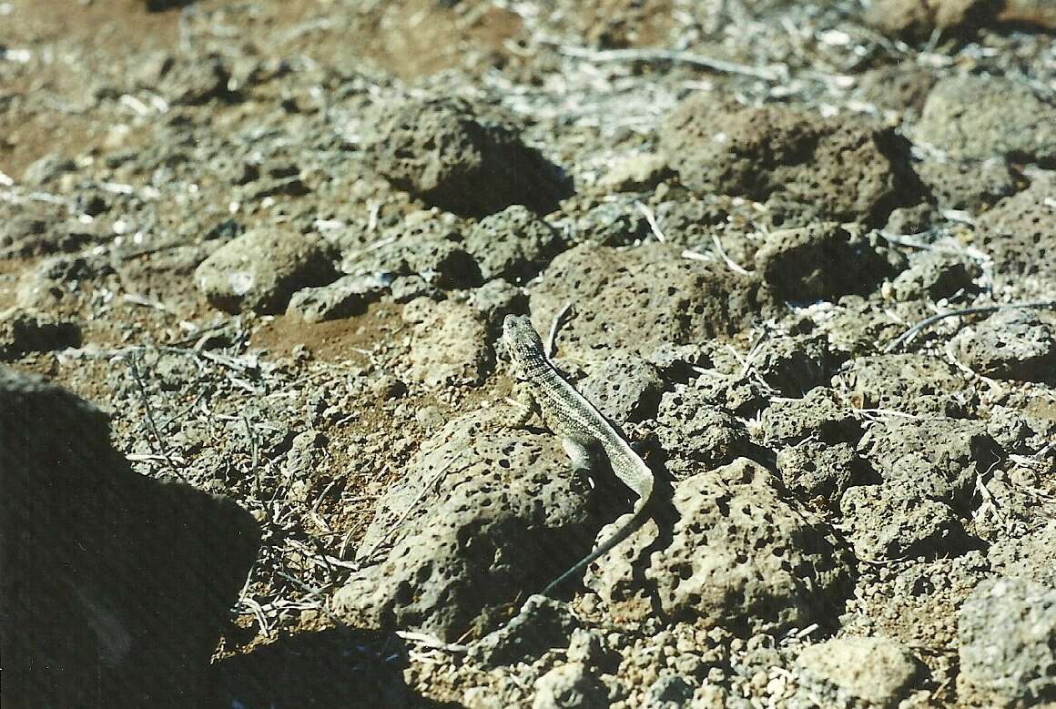 Plancia ëd Microlophus indefatigabilis (Baur 1890)