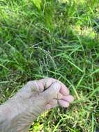 Imagem de Torreyochloa pallida (Torr.) Church