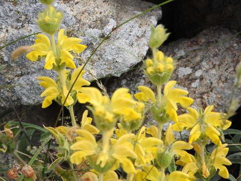 Image of Phlomis lychnitis L.