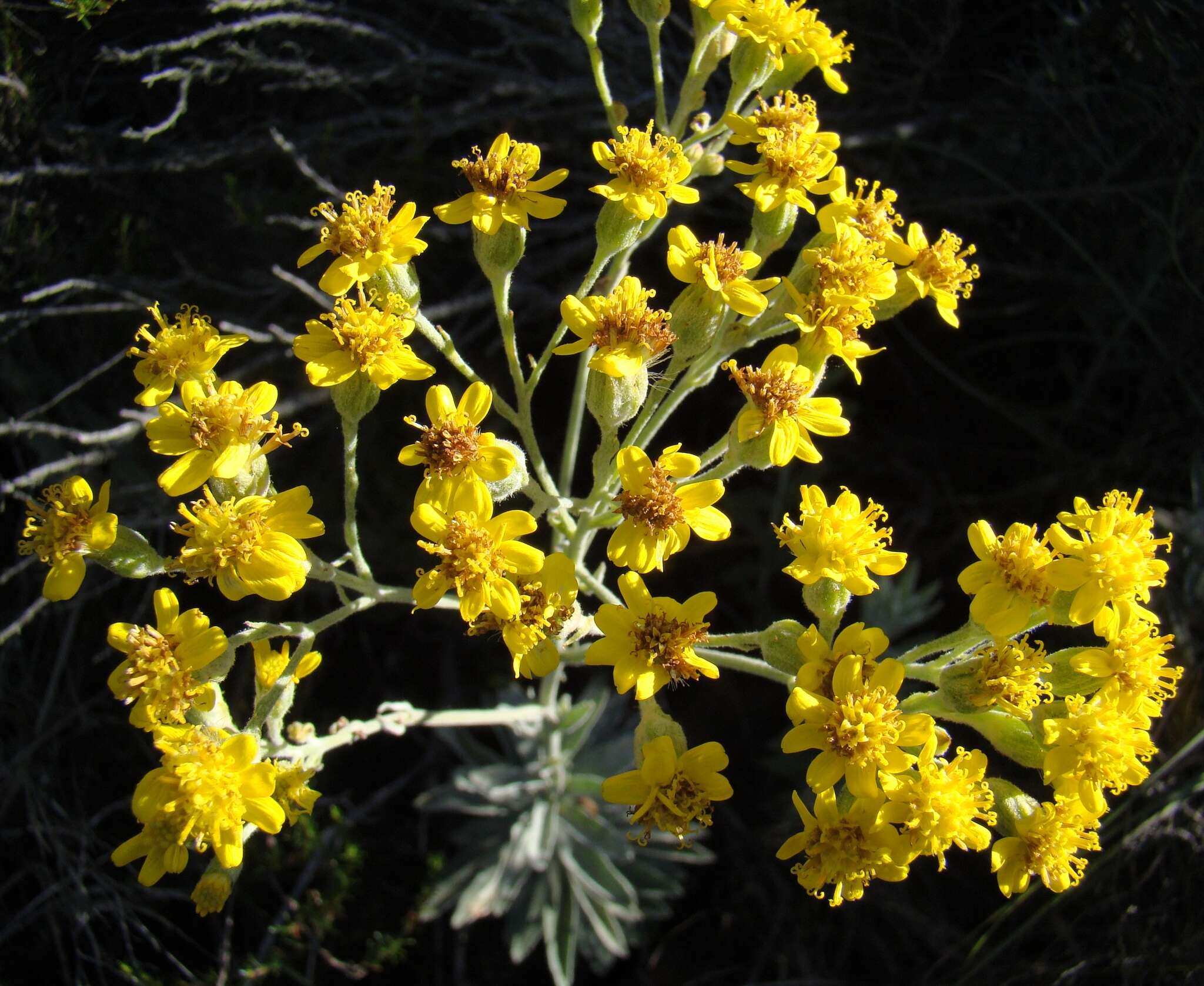 Image de Senecio lineatus (L. fil.) DC.