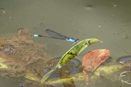 Image of Xiphiagrion cyanomelas Selys 1876