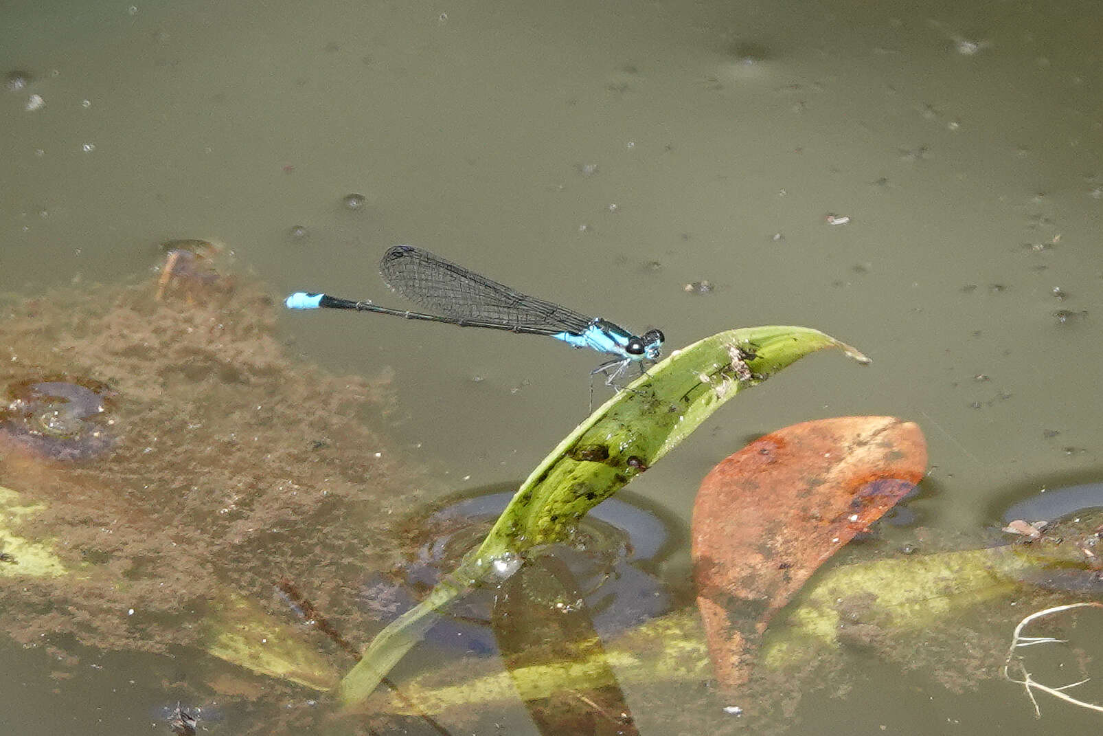 Image of Xiphiagrion cyanomelas Selys 1876