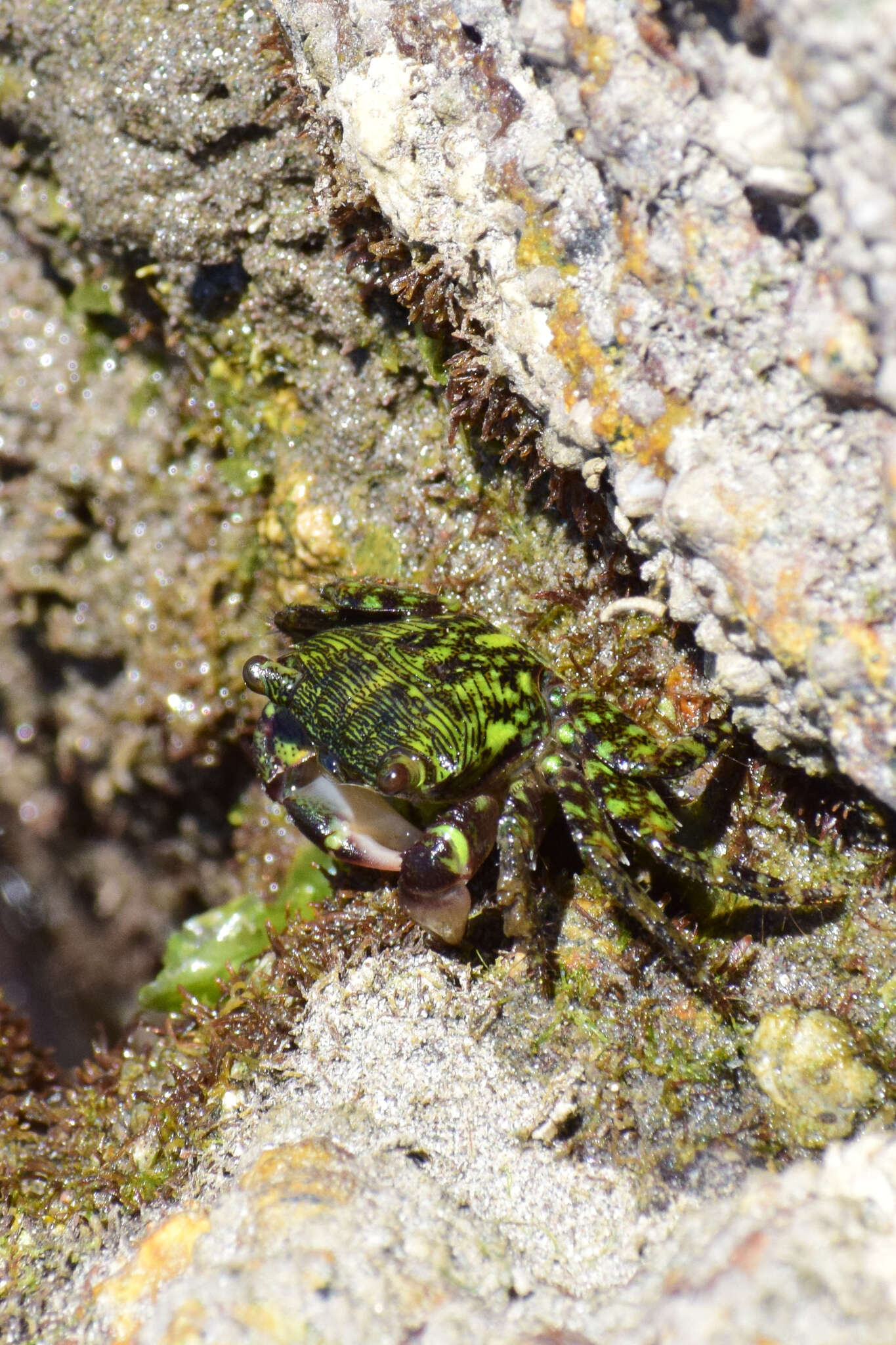 Image of Pachygrapsus socius Stimpson 1871