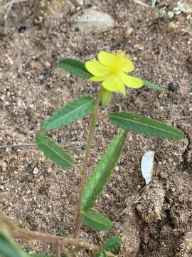 Imagem de Corchorus asplenifolius Burch.