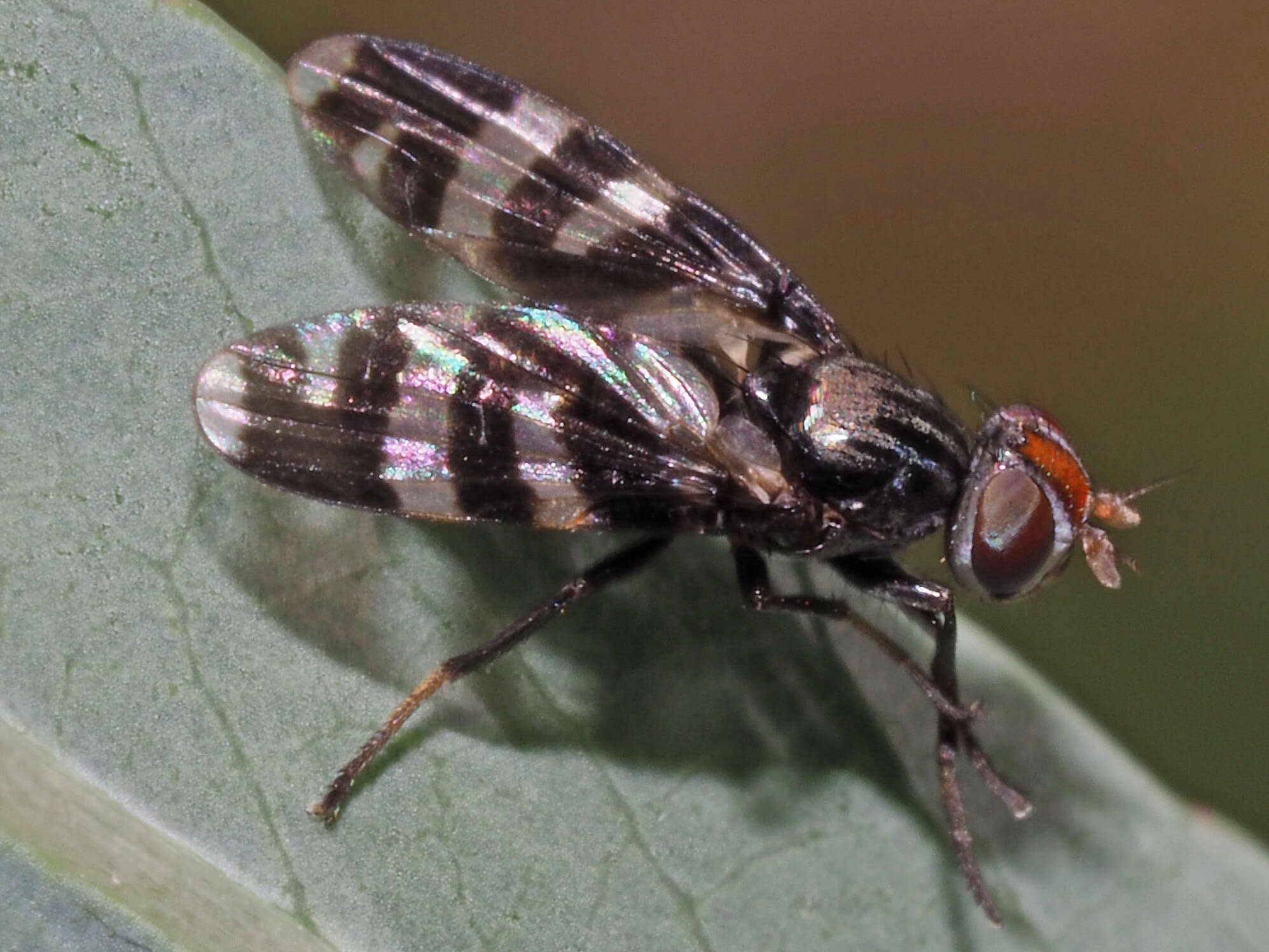 Image of Herina frondescentiae (Linnaeus 1758)