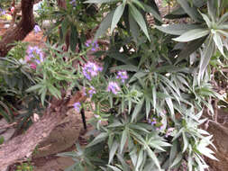 Imagem de Echium candicans L. fil.