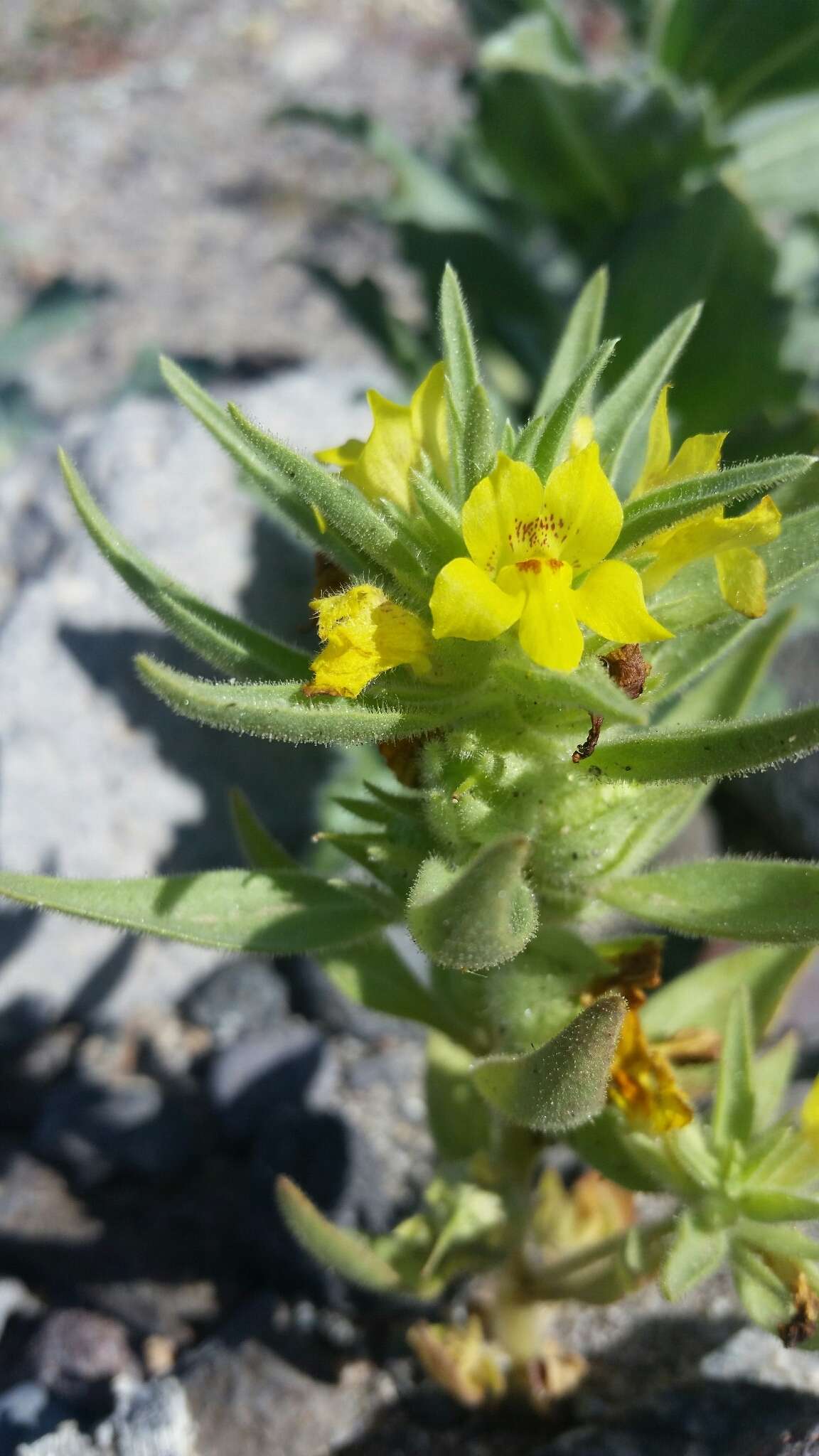 Image of golden desert-snapdragon