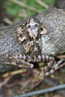 Sivun Batrachyla leptopus Bell 1843 kuva