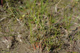 Слика од Juncus alpinoarticulatus Chaix