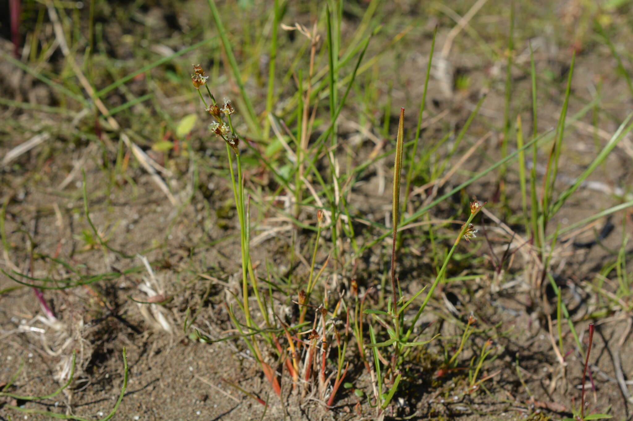 Imagem de Juncus alpinoarticulatus Chaix