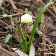 Image of Spring Snowflake