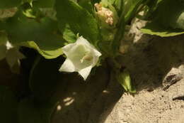 Image of Campanula pendula M. Bieb.