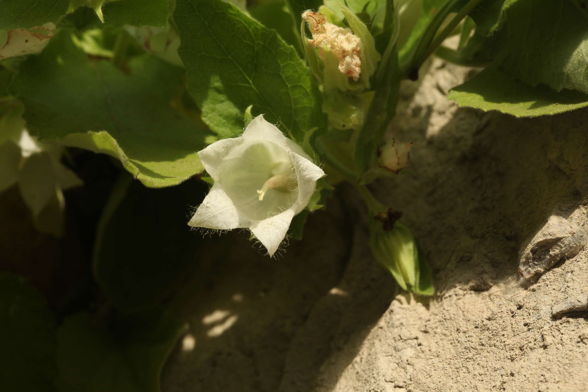 Image of Campanula pendula M. Bieb.