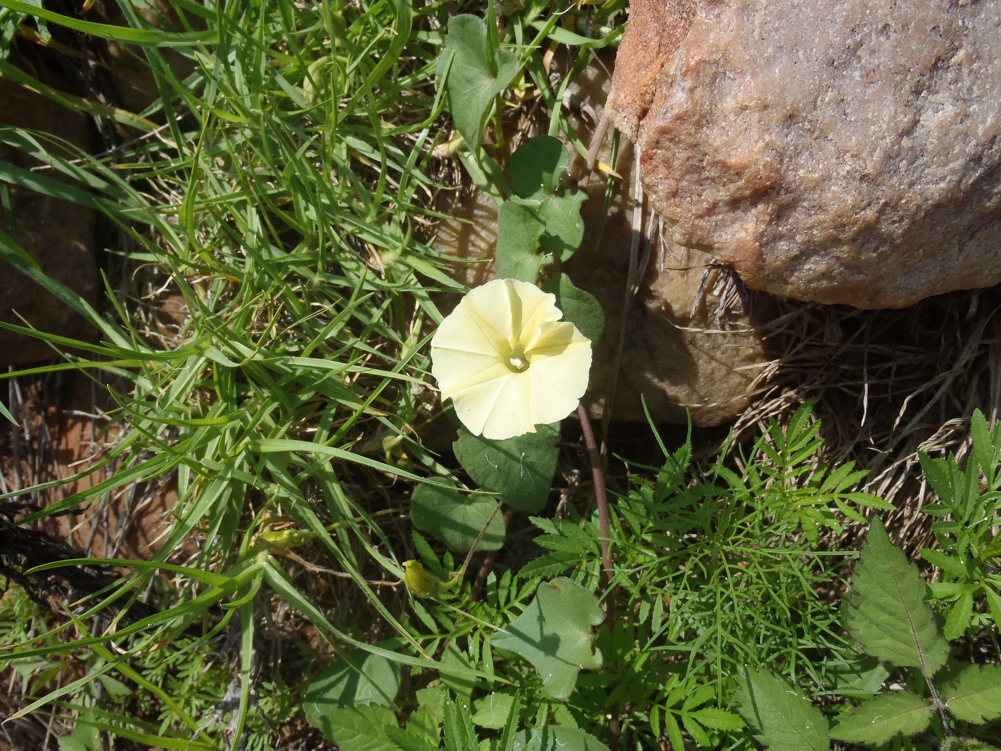 Image of Obscure Morning Glory