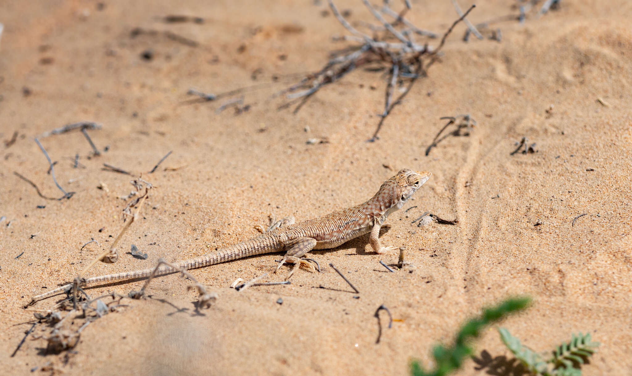 Image of Schmidt's Fringe-toed Lizard