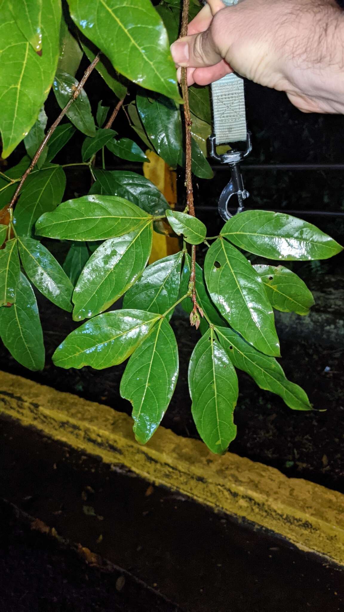 Image of Zygia longifolia (Willd.) Britton & Rose