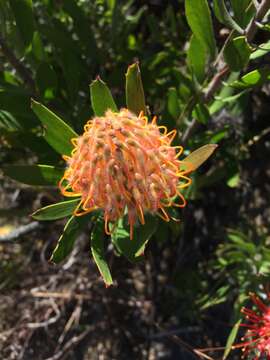 Image of Chimanimani pincushion