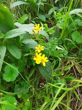 Imagem de Tagetes zypaquirensis Humb. & Bonpl.