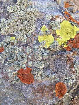 Image of rimmed navel lichen