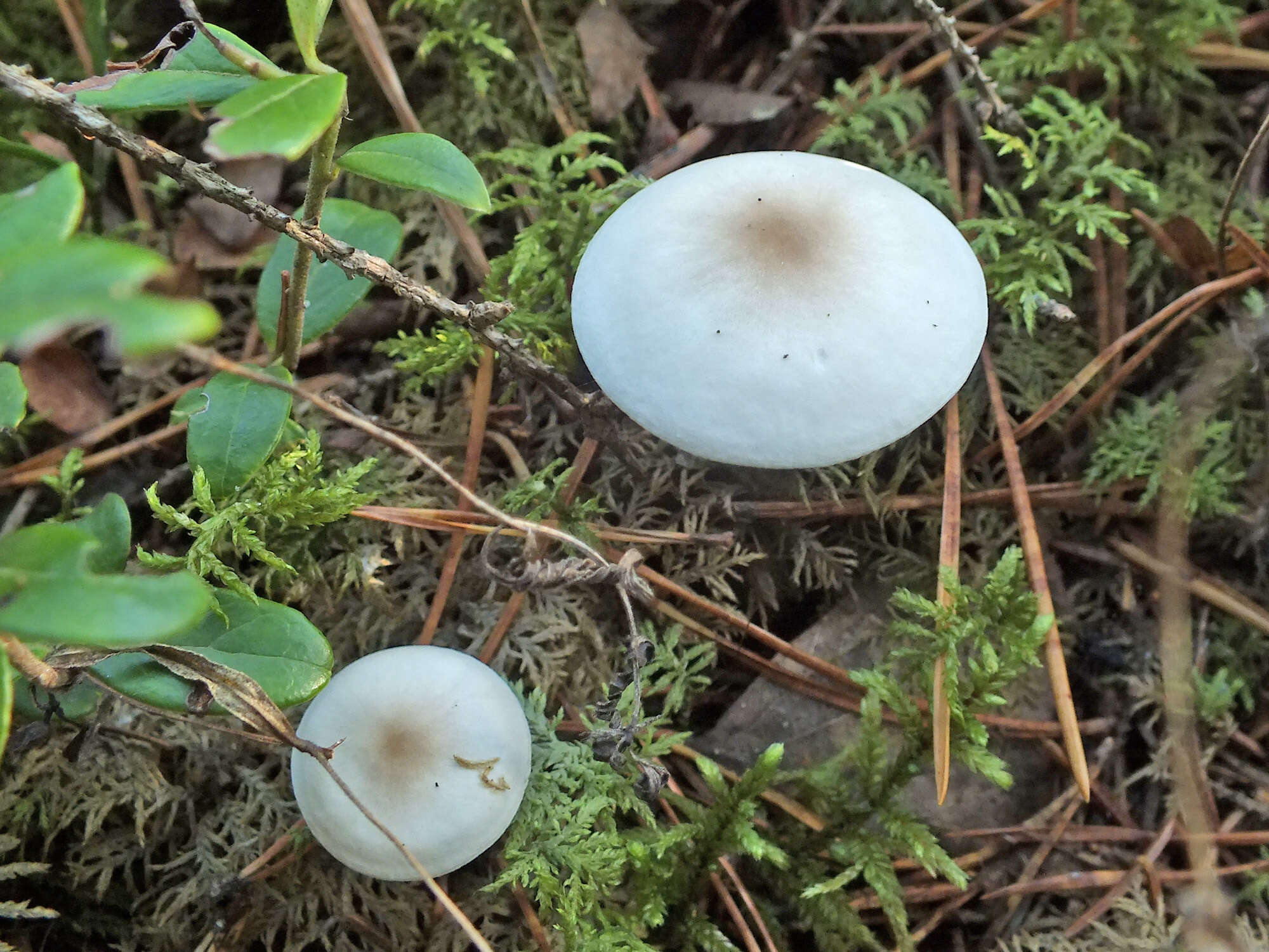 Image de Clitocybe à centre brun