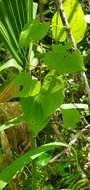 Dioscorea floridana Bartlett的圖片