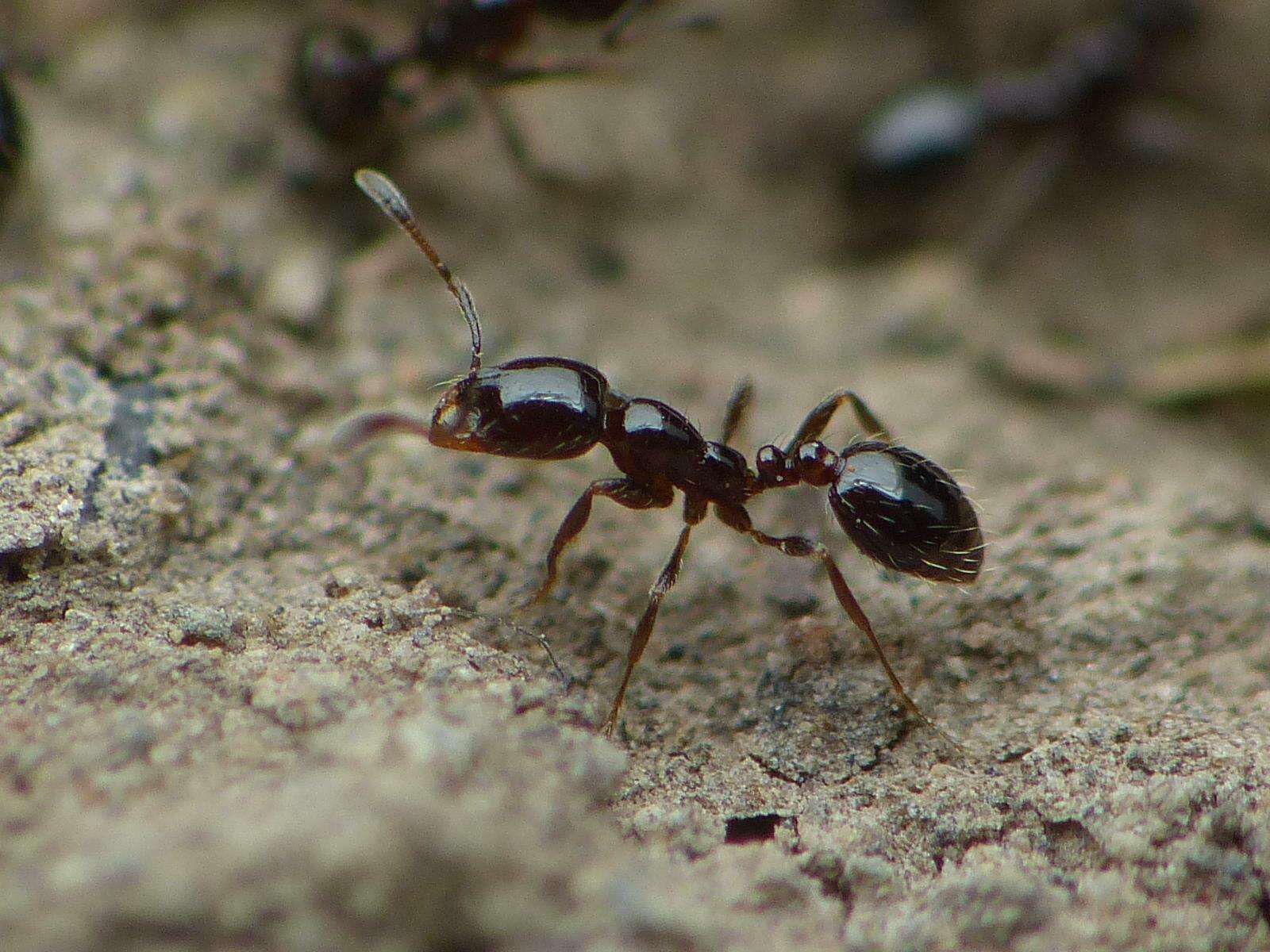 Image of Solenopsis latastei Emery 1895