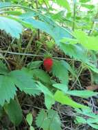 Image of woodland strawberry