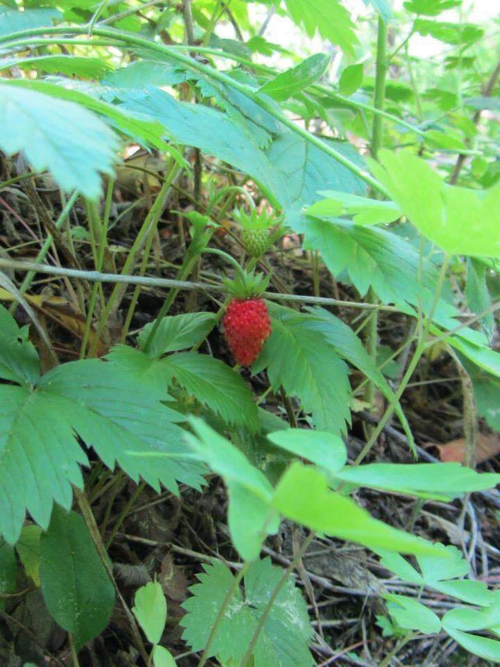 Image of woodland strawberry