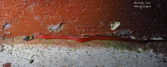 Image of Redback Coffee Snake