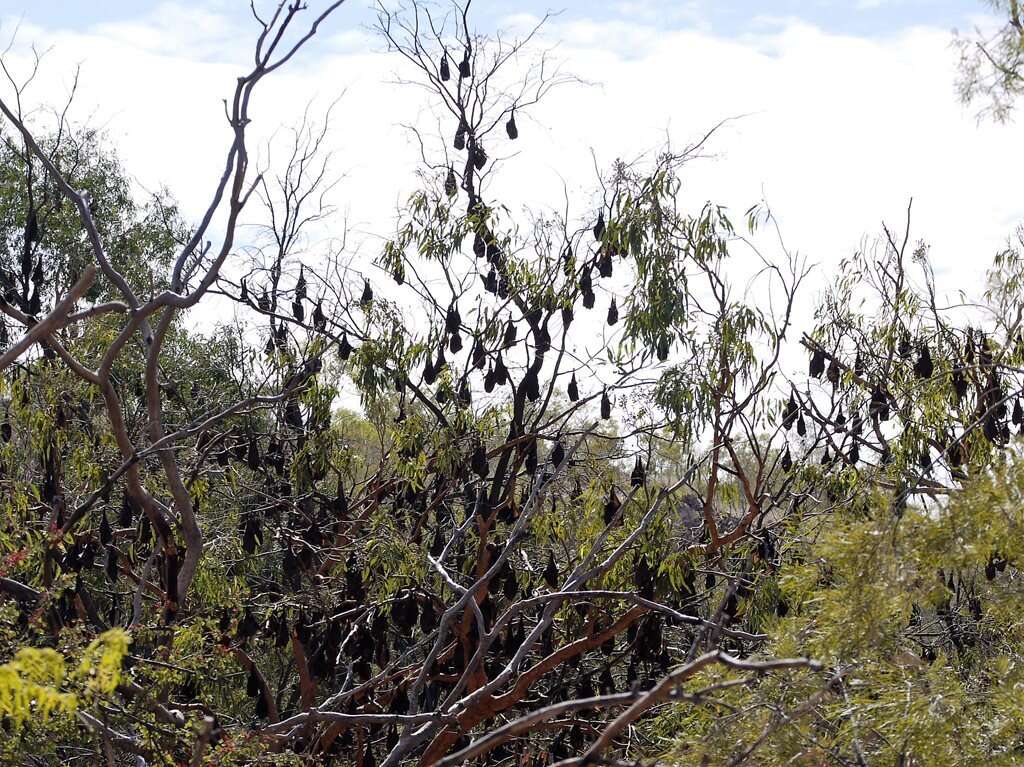 Image of Little Red Flying Fox