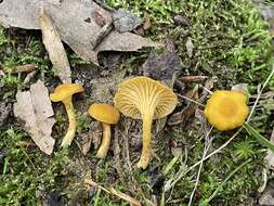 Image of Cantharellus appalachiensis R. H. Petersen 1971