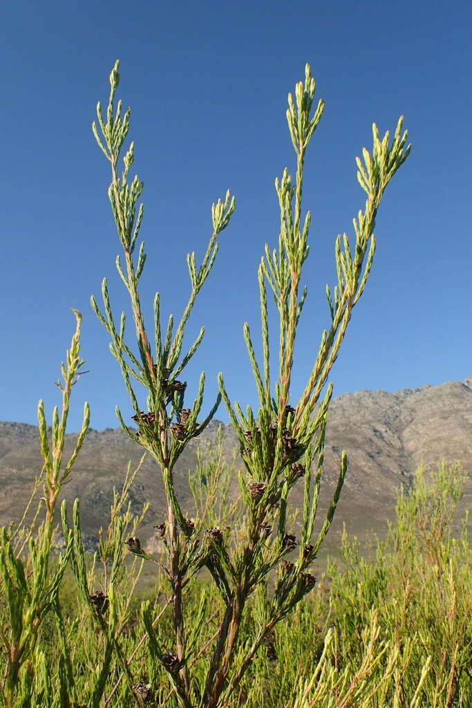 Image of Leucadendron corymbosum Berg.