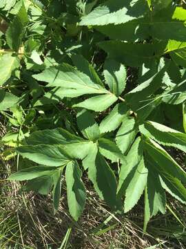 Image of Giant Angelica