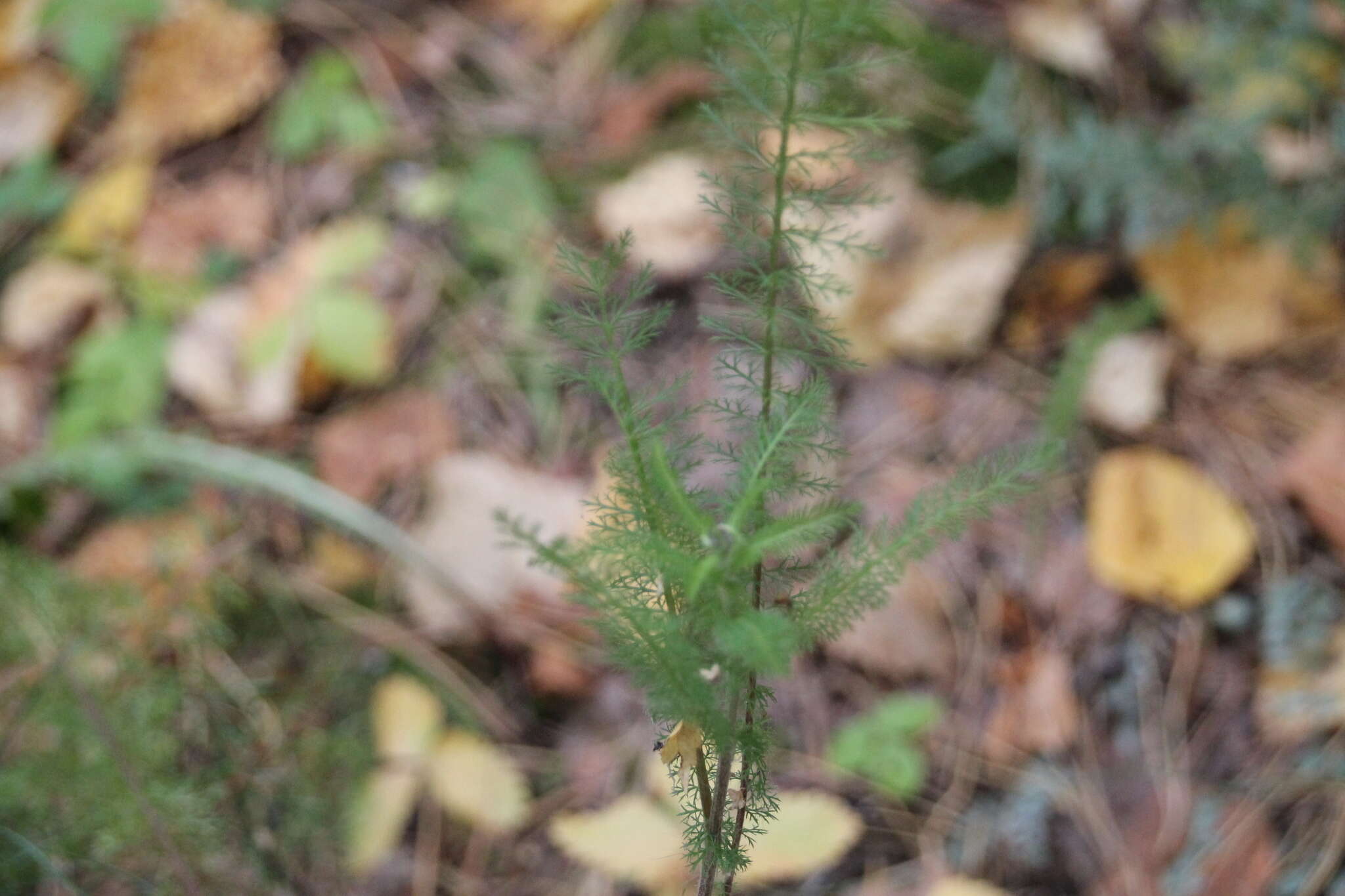 Achillea asiatica Serg. resmi