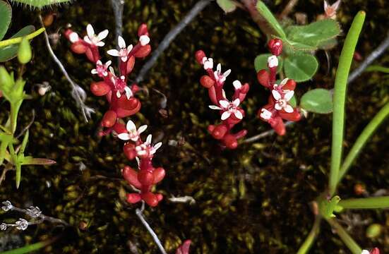 Image of Sedum microcarpum (Sibth. & Sm.) S. Schönland