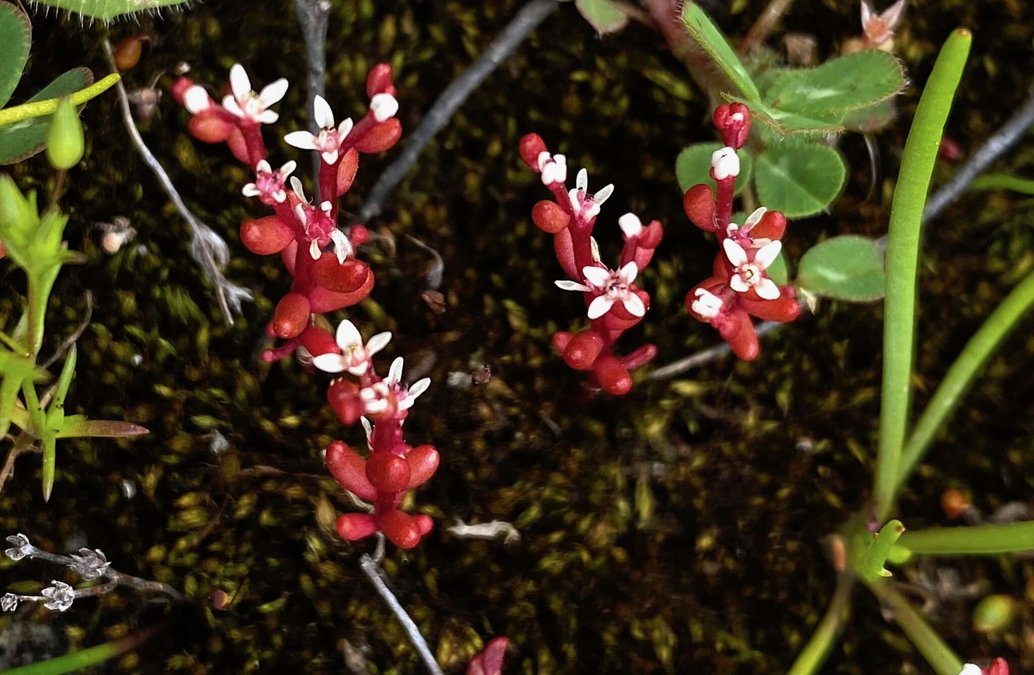 Sivun Sedum microcarpum (Sibth. & Sm.) S. Schönland kuva