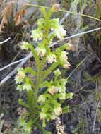 Image of Erica fairii Bolus