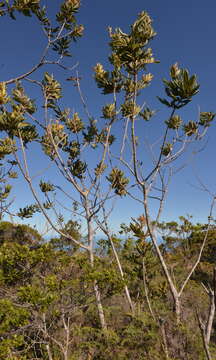 Image of Pancheria hirsuta Vieill. ex Pamp.