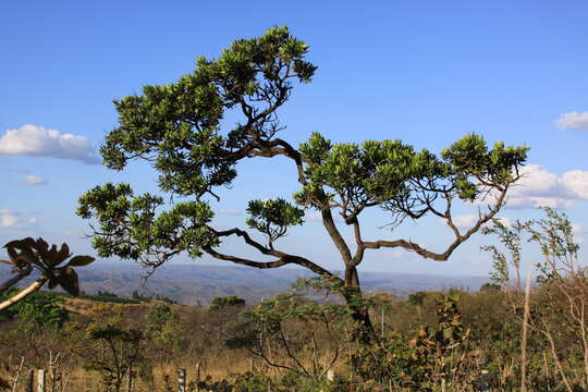 Image of Vochysia thyrsoidea Pohl