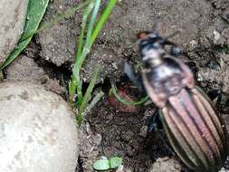 Image of Carabus (Ctenocarabus) melancholicus Fabricius 1798