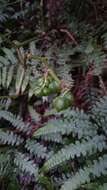 Image of Begonia longifolia Blume