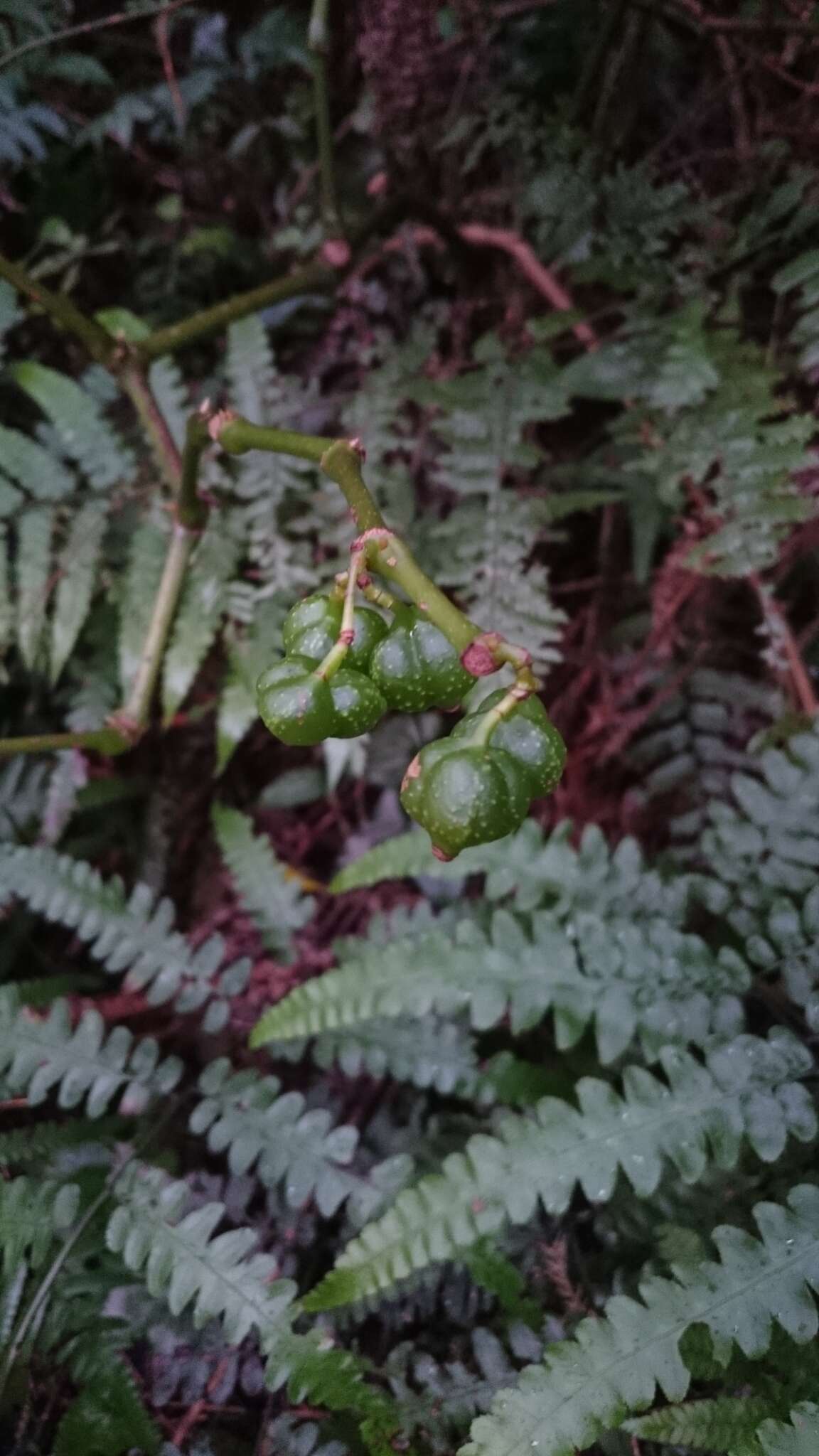 Image of Begonia longifolia Blume