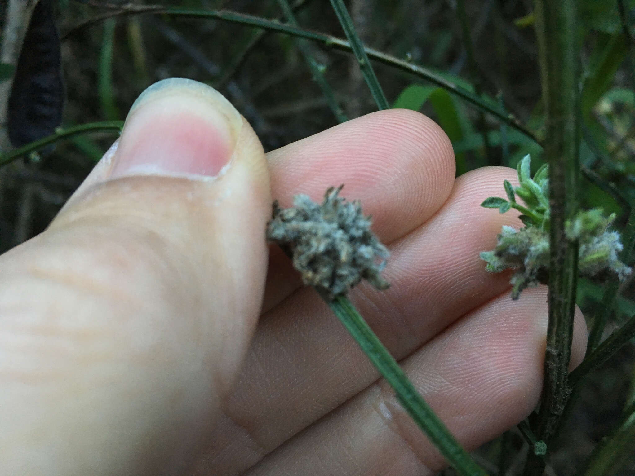 Image of Gall mite