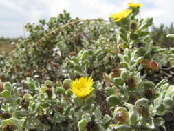 Plancia ëd Oedera spathulifolia (K. Bremer) N. G. Bergh